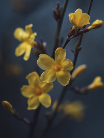 Yellow winter jasmine flower closeup, soft focus, moody bokeh background, delicate petals, serene nature, botanical calmの素材
