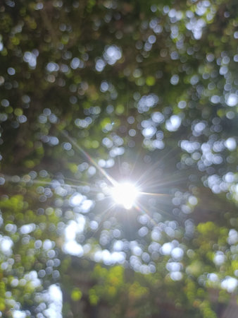 Soft bokeh sunlight tree canopy lens flare nature abstract bright dreamy mood under leafy shade evokes calmの写真素材