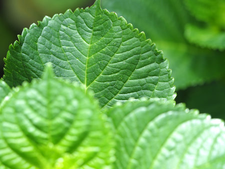 Green leaf hydrangea macro texture pattern natural fresh botanical vibrant green leaf macro texture...