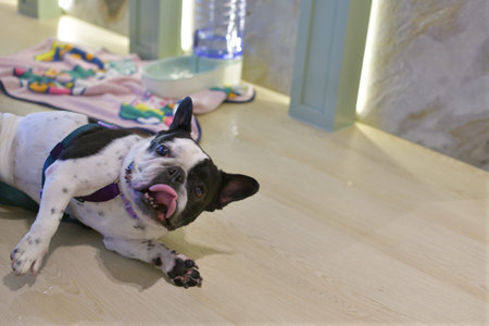 Funny dog french bulldog playful pet cute animal indoor floor tongue out happy resting playful french bulldog dog indoor floorの写真素材