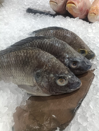 Fresh fish seafood fish market crushed ice food display grocery raw food chilled display of fresh...