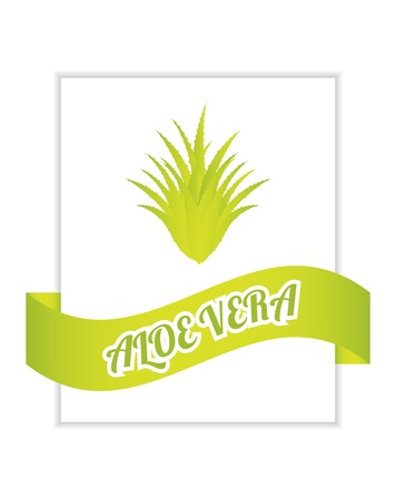 flyer with aloe vera designのイラスト素材