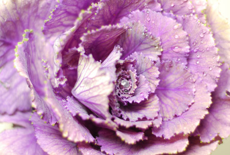 decorative cabbageの写真素材