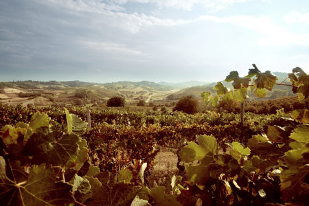 Grape Harvest Festival