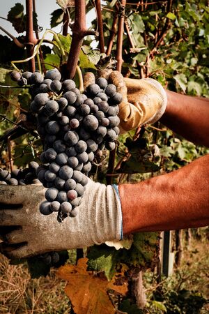 Grape Harvest Festivalの写真素材