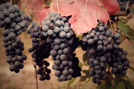 Grape Harvest Festivalの写真素材