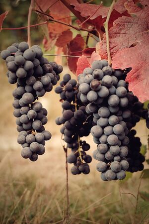 Grape Harvest Festivalの写真素材