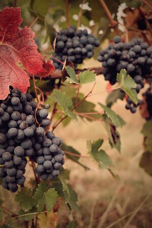 Grape Harvest Festivalの写真素材