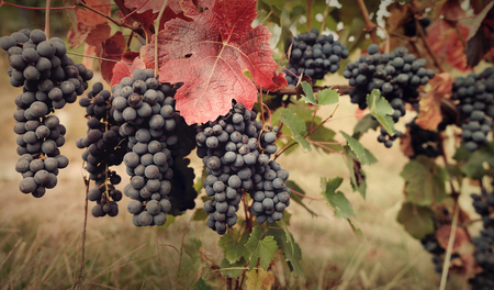 Grape Harvest Festivalの写真素材