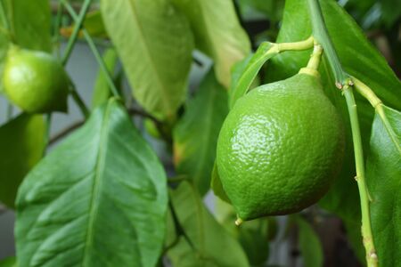 Green lemonの写真素材