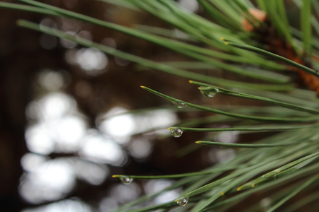 dew on spruce leaves after rain dropsの写真素材
