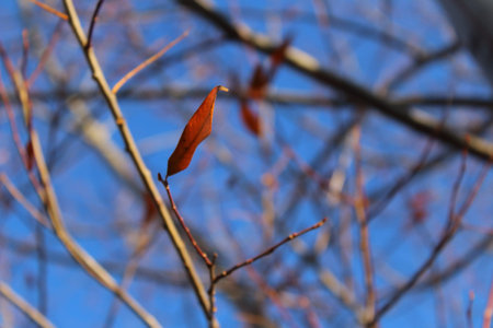 lonely autumn leaf against sky and tree