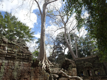 Tree on a ruin at Ta Prohm Temple in Siem Reap, Cambodia