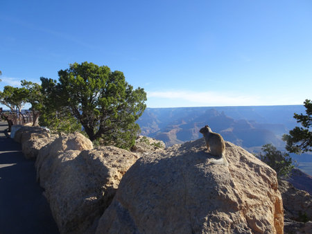 Squirrel sitting on stone at Grand Canyon, Arizona, USAの写真素材