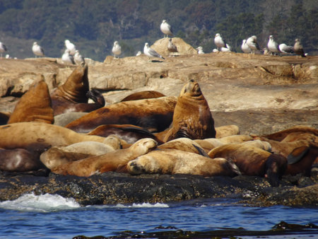 Sunbathing seagulls and sea lions on a stone at the sea in Victoria in Vancouver Island, Canadaの写真素材