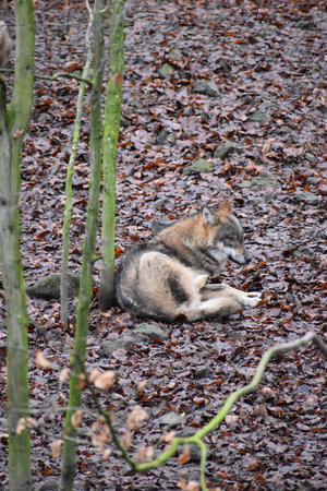 Closeup of a wild wolf laying in a forest in Germany
