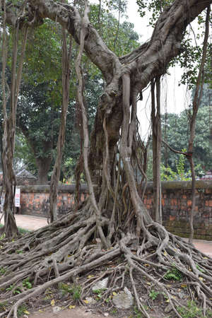 Beautiful tree with big roots in a park in Hanoi, Vietnam, Asiaの写真素材