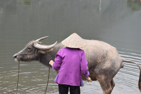 Closeup of a Vietnamese woman bathing in a water buffalo after work, Vietnam, Hanoi