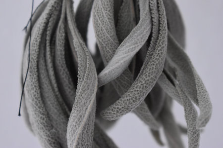 Closeup of dried sage