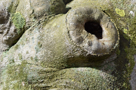 Closeup of a tree trunk with a hole