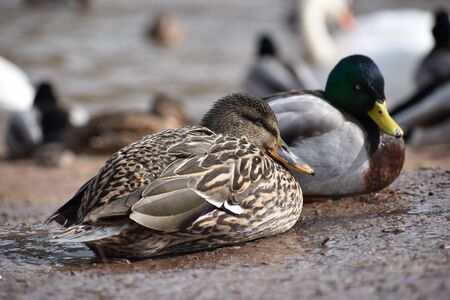 Closeup of two colorful ducks on a lakeshore in Kassel, Germanyの写真素材