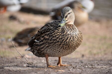 Closeup of a colorful female duck on a lake in Germanyの写真素材