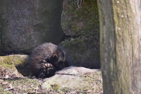 A black wolverine is sitting on a green meadow in a park in Kassel, Germanyの写真素材