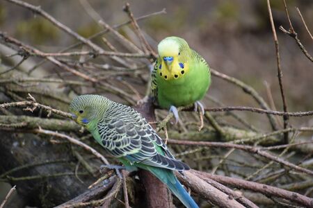 Closeup of two colorful budgies sitting on tree branches in a park in Kassel, Germanyの写真素材
