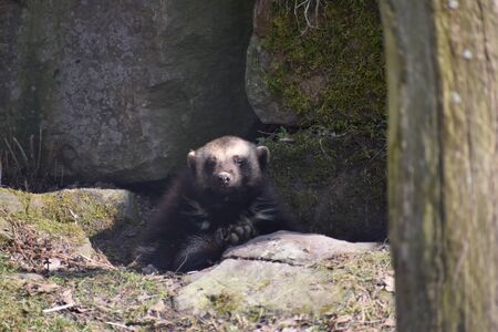 A black wolverine is sitting on a green meadow in a park in Kassel, Germanyの写真素材