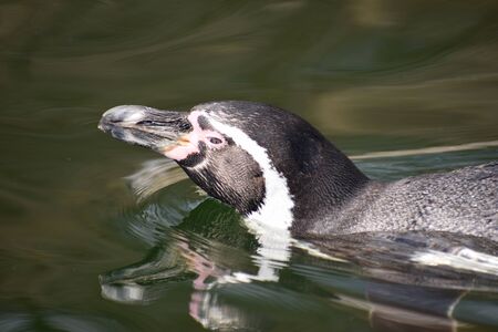 A cute little penguin is swimming in a lakeの写真素材