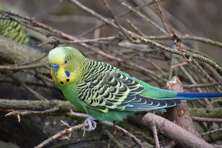Closeup of a small green budgie sitting on tree branches in a park in Kassel, Germanyの写真素材