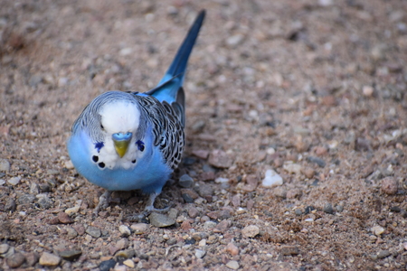 Closeup of a small blue light budgie in a park in Kassel, Germanyの写真素材
