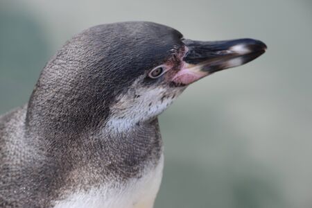 Wonderful portrait of a cute penguinの写真素材