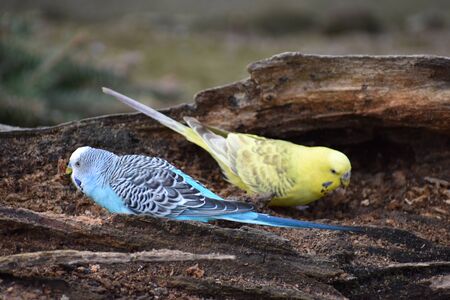 Closeup of two colorful budgies sitting on a branch in a park in Kassel, Germanyの写真素材