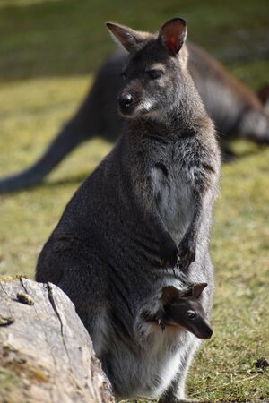 Big brown kangaroo mom with a cute baby in her bagの写真素材