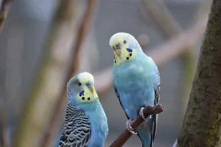 Closeup of two colorful light blue budgies sitting on a branch in a park in Kassel, Germany