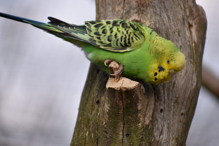 Closeup of a small green budgie sitting on a branch in a park in Kassel, Germany