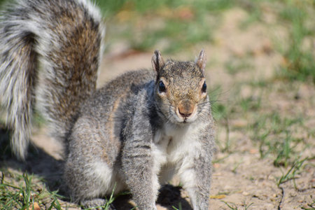 Closeup of a cute squirrel sitting in a park in Washington on a sunny spring day