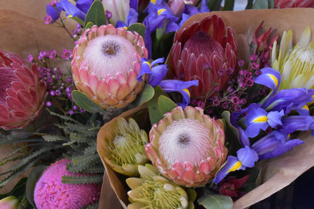 Colorful bouquet of King proteas - the national flower of South Africa