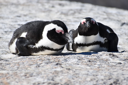 Closeup of two cute Jackass Penguins on the Boulders Beach in Cape Town in South Africaの写真素材