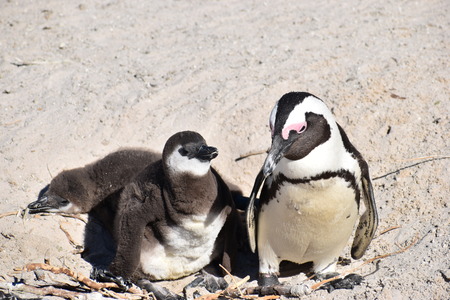 Closeup of three cute Jackass Penguins on the Boulders Beach in Cape Town in South Africaの写真素材