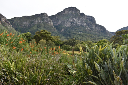 Landscape at the Botanical Garden at Cape Town in South Africaの写真素材