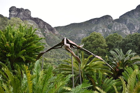 Landscape at the Botanical Garden at Cape Town in South Africaの写真素材