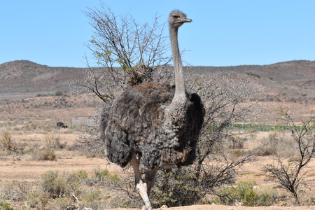 A beautiful big ostrich on a farmの写真素材