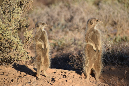 Two cute meerkats in the desertの写真素材