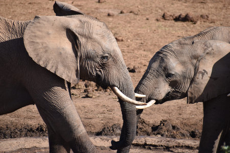 Closeup of an elephant couple at Addo Elephant Park in Colchester, South Africa