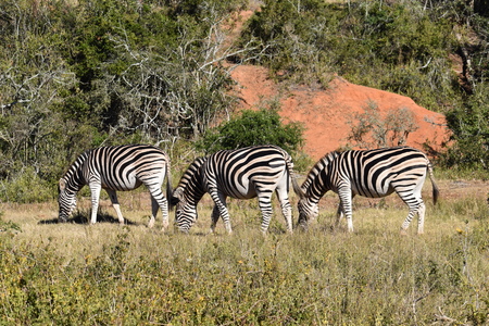 Three beautiful zebras on a meadow at Addo Elephant Park in Colchester, South Africaの写真素材