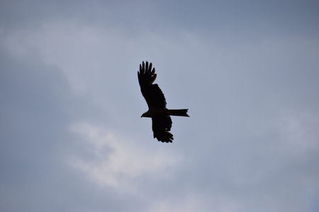 Closeup of a beautiful red kite flying on a blue sky in Germany