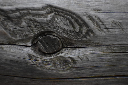 Closeup of a brown bark treeの写真素材