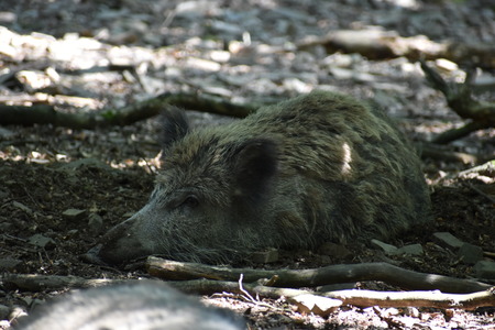 Closuep of a brown wild boar in a park in Germanyの写真素材